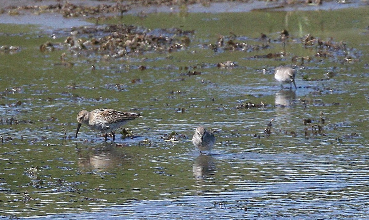 Dunlin - ML480604681