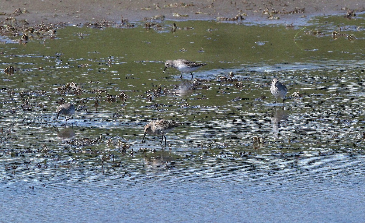 Dunlin - ML480604781