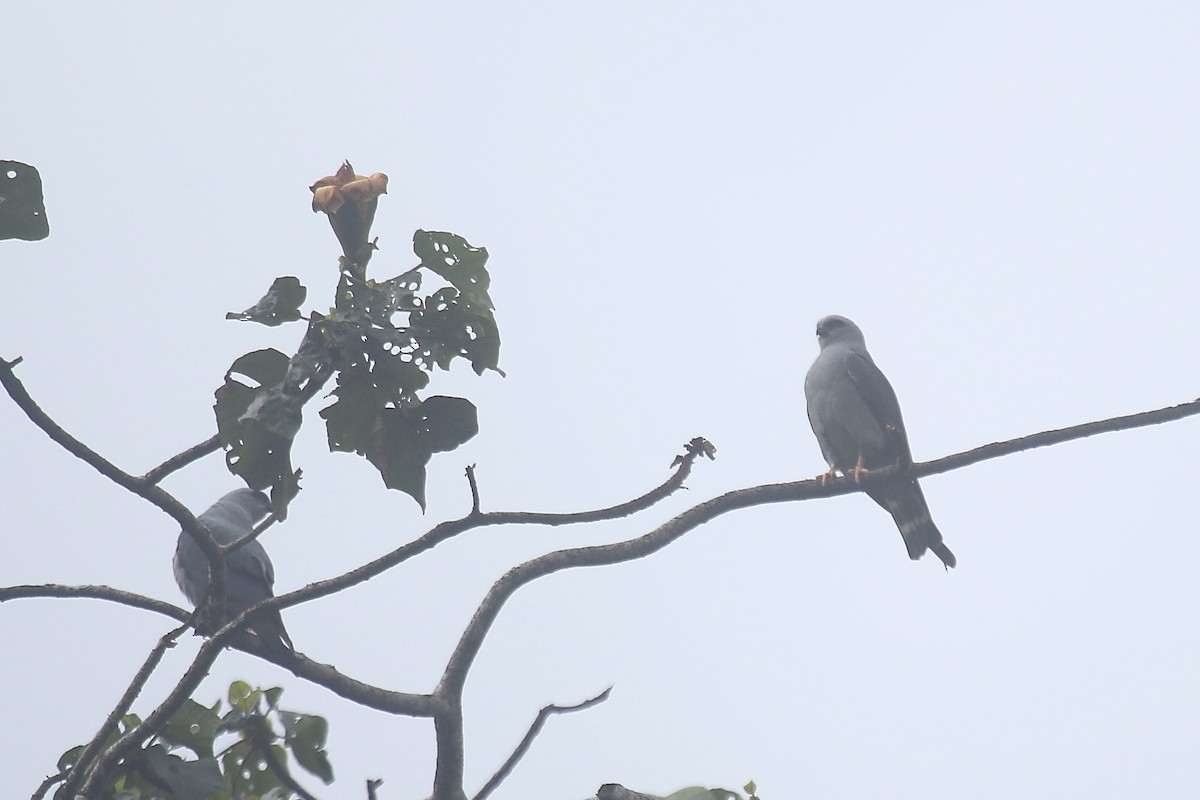 Plumbeous Kite - ML480605891