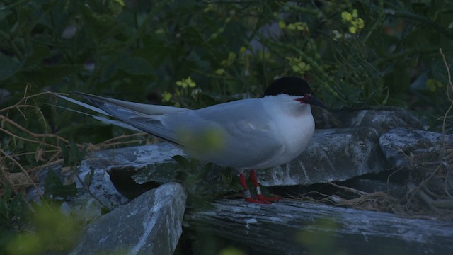 Roseate Tern - ML480606