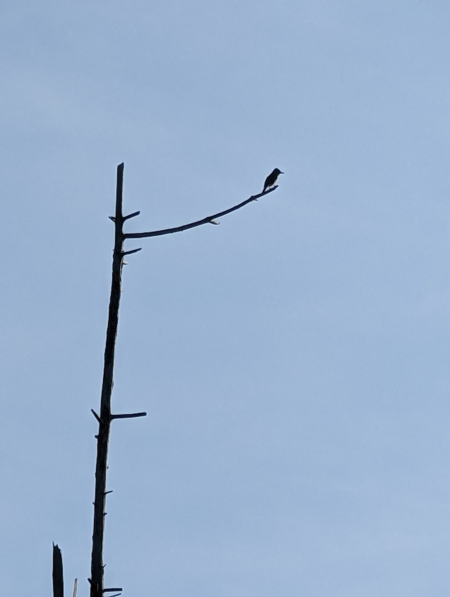 Olive-sided Flycatcher - LeJay Graffious