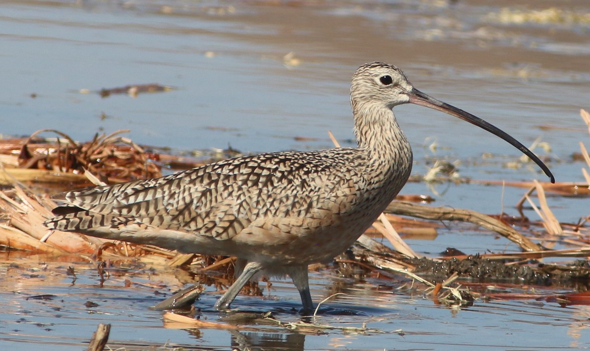 Long-billed Curlew - ML480606791