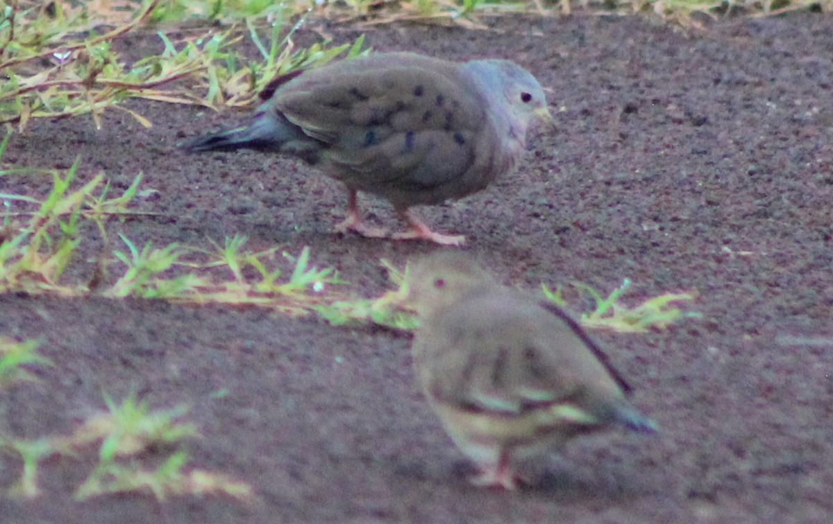 Plain-breasted Ground Dove - ML480607701