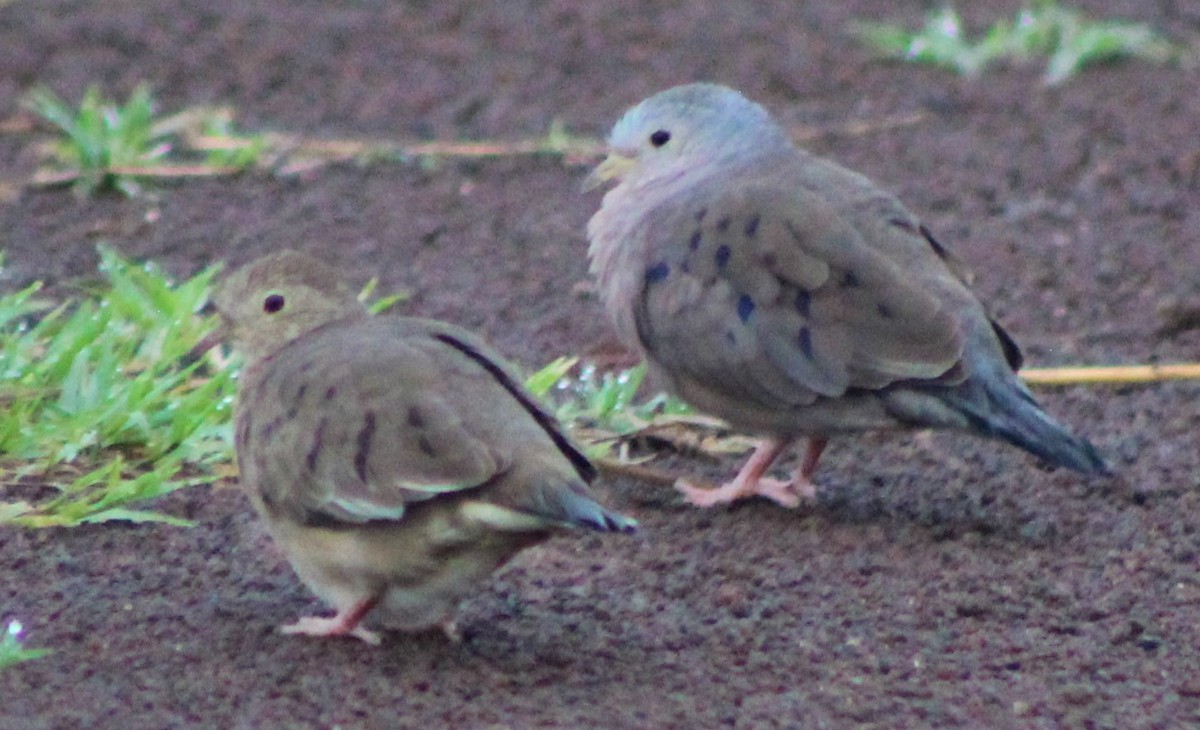 Plain-breasted Ground Dove - ML480607721