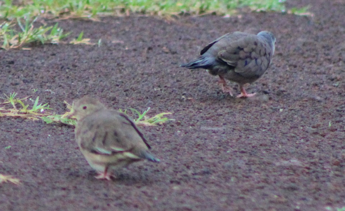 Plain-breasted Ground Dove - ML480607761