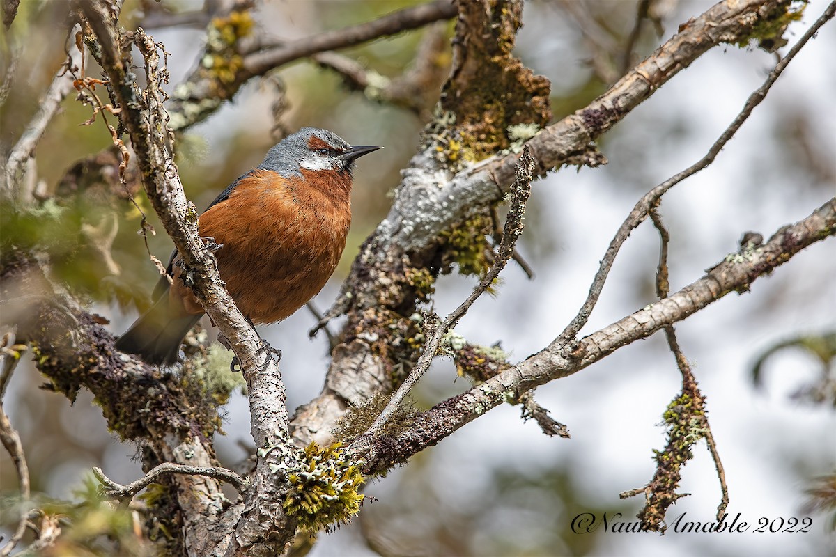 Giant Conebill - ML480608571