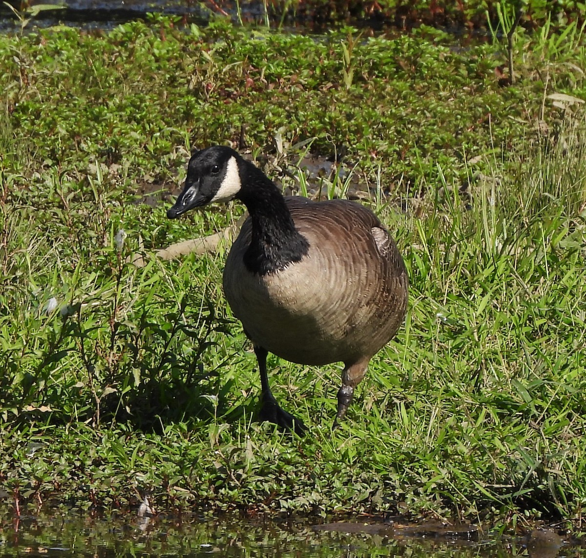 Canada Goose - Corvus 𓄿