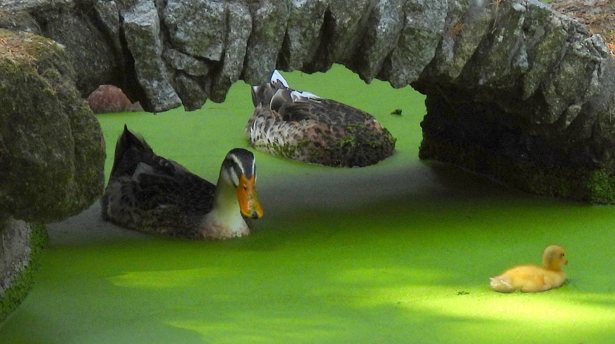 Mallard - ML480610401