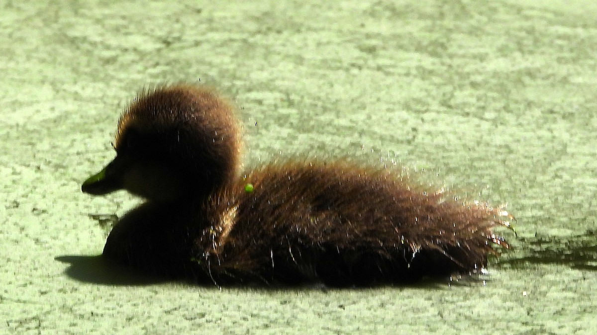 Mallard - ML480610421