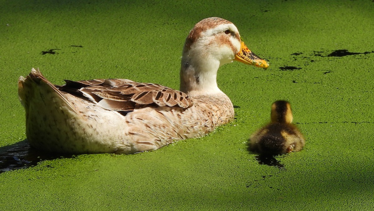 Mallard - ML480610431