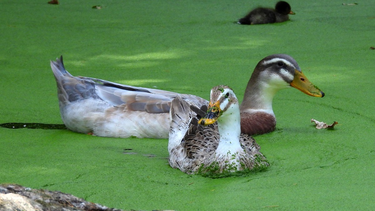 Mallard - ML480610441