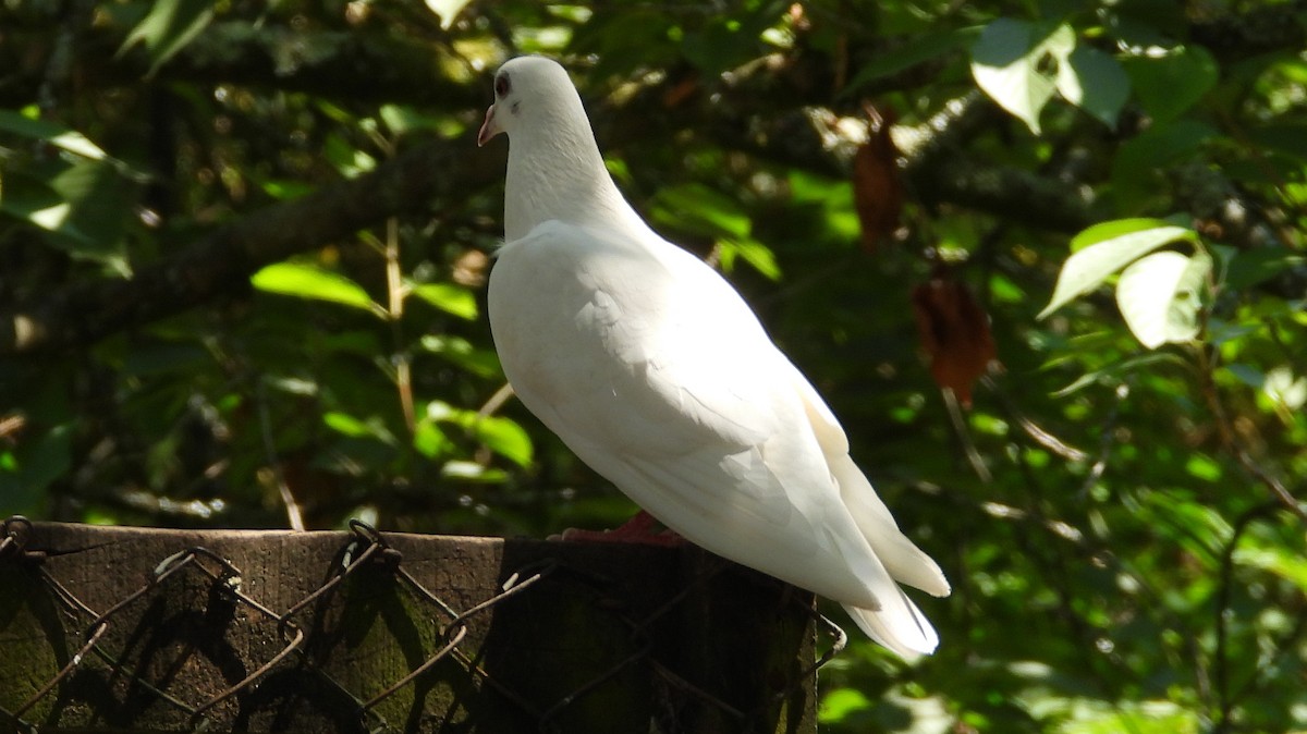 Rock Pigeon (Feral Pigeon) - ML480610671