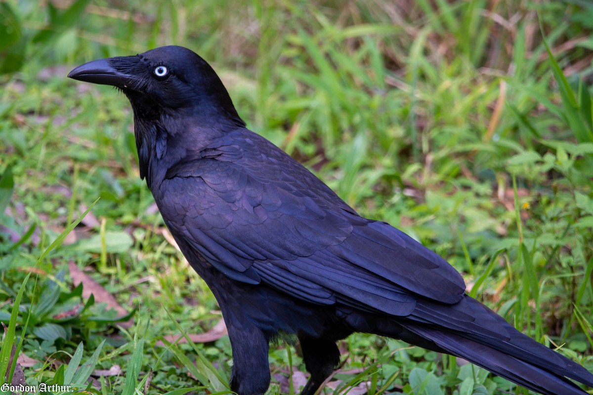 Australian Raven - ML480611151