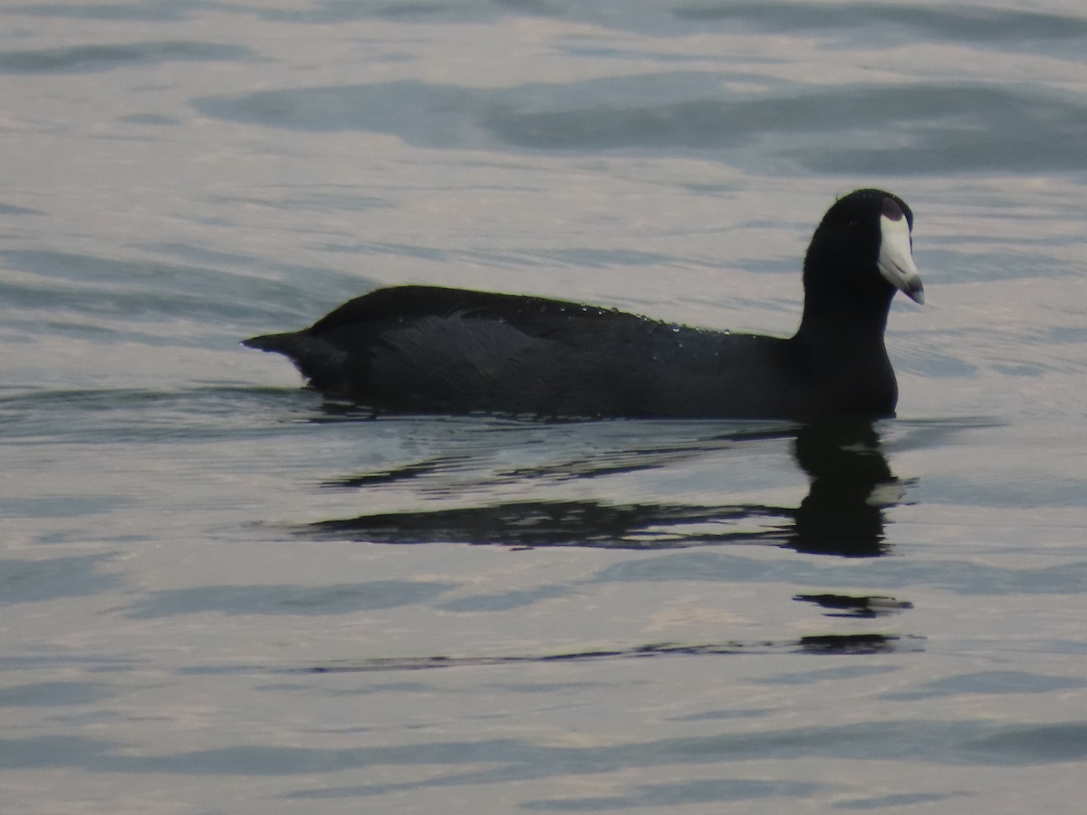 American Coot - ML480611351