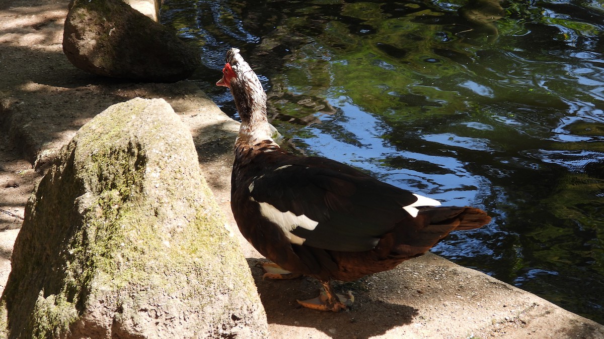 Muscovy Duck (Domestic type) - ML480611421