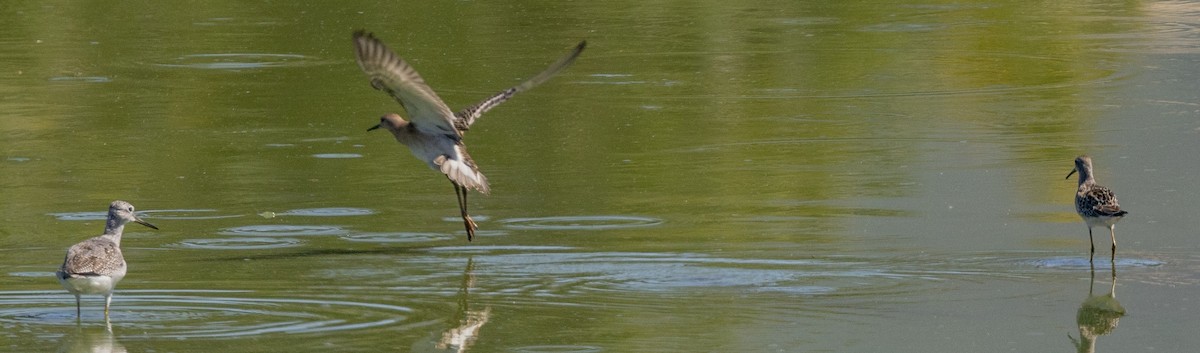 Stilt Sandpiper - Roger Adamson