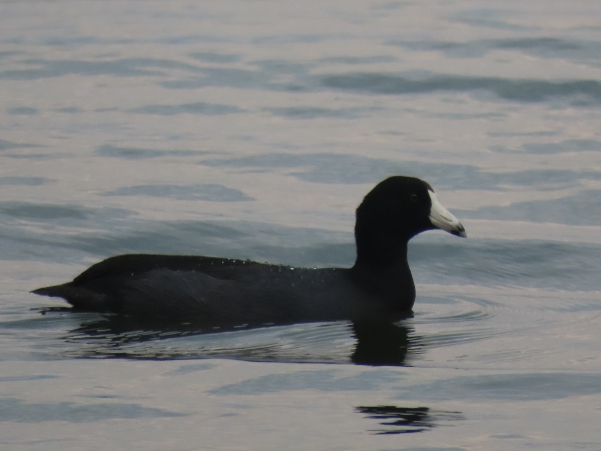 American Coot - ML480611681