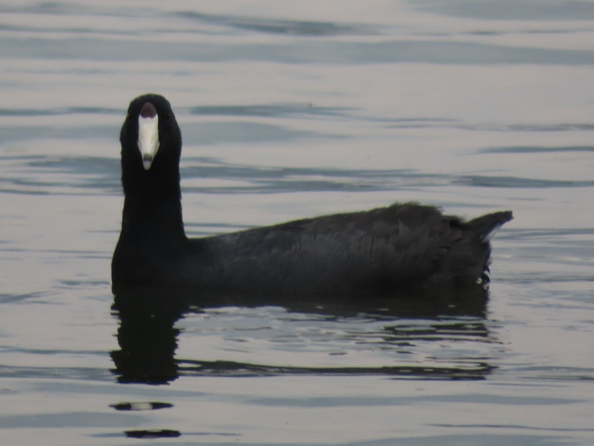 American Coot - Emanuel Serech