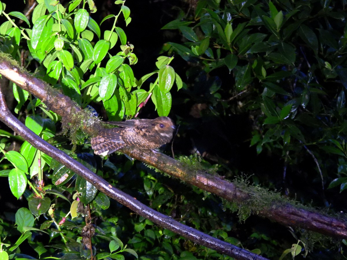 Dusky Nightjar - Mercedes Alpizar