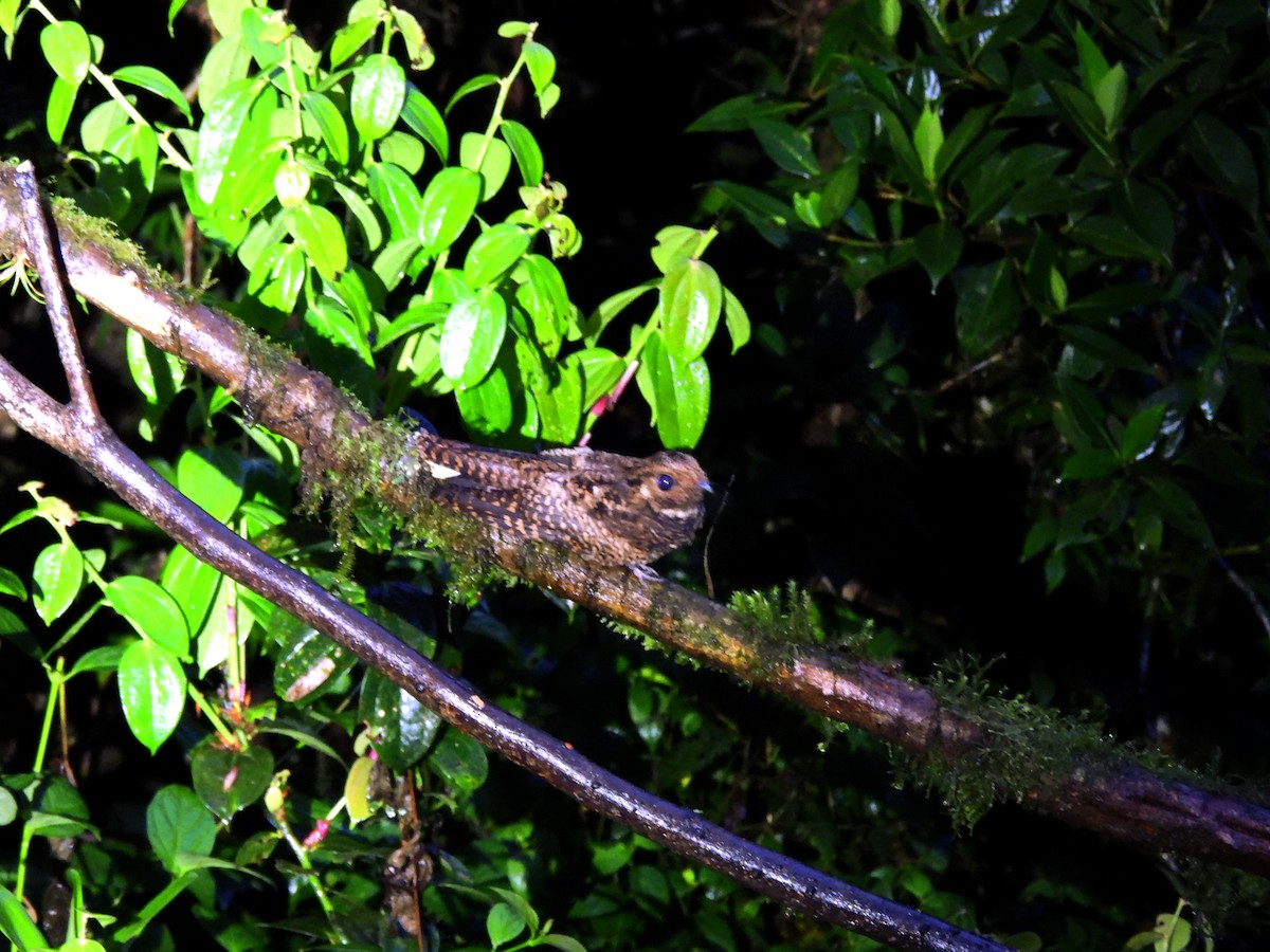 Dusky Nightjar - ML480612671