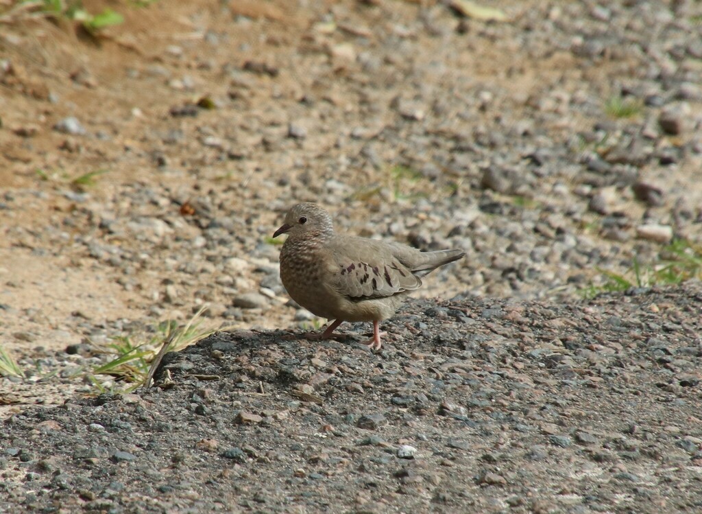 Common Ground Dove - ML480614161