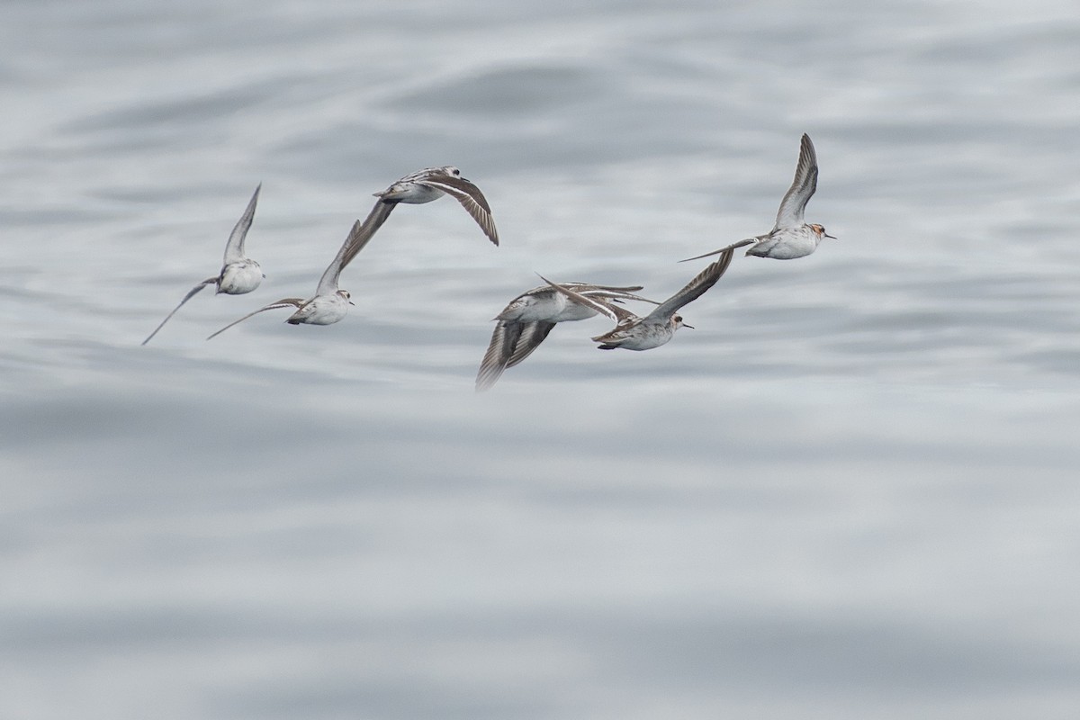 Red-necked Phalarope - ML480614381