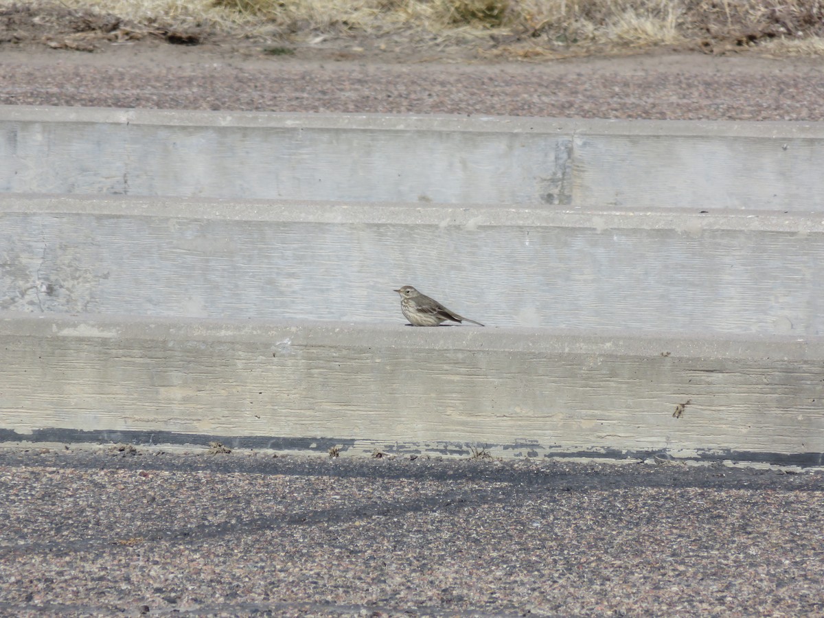 American Pipit - ML480615351