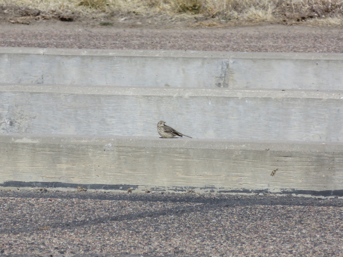 American Pipit - ML480615361