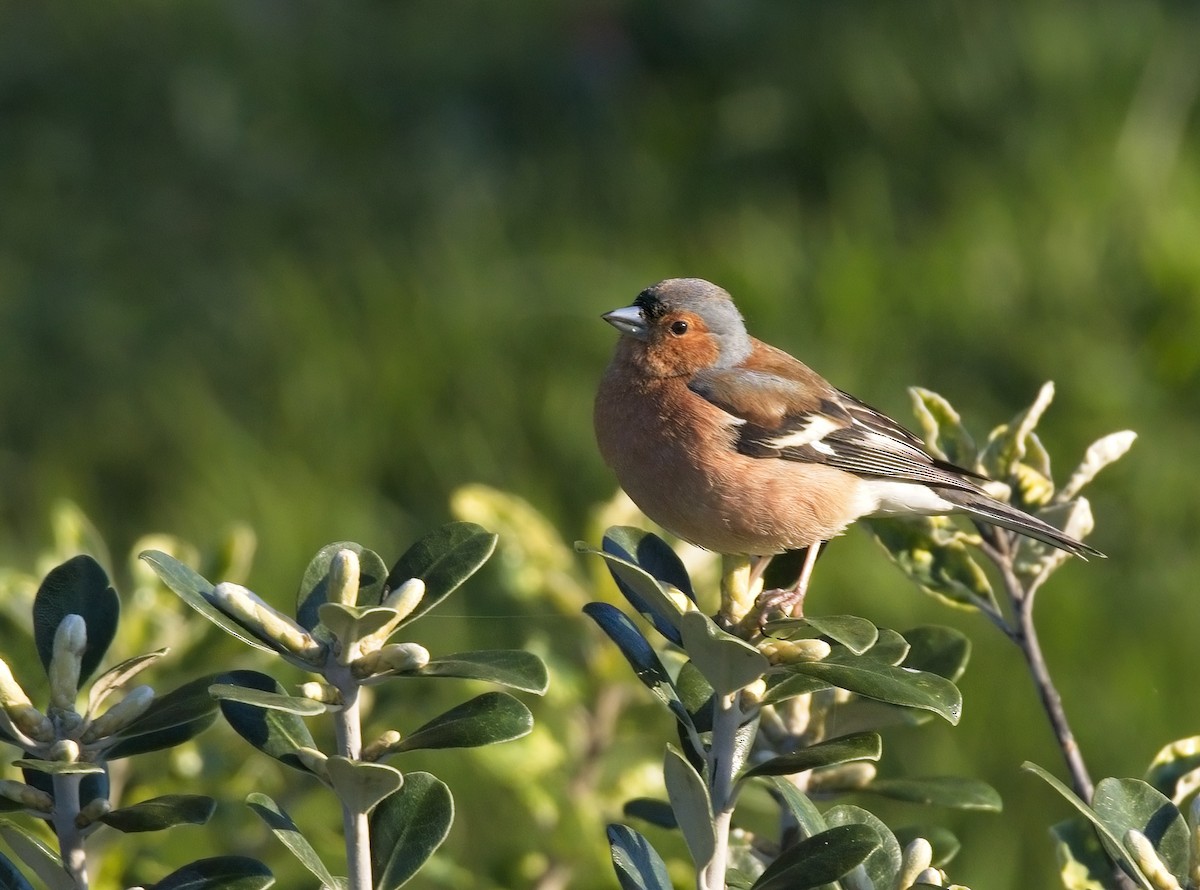 Common Chaffinch - ML480615781