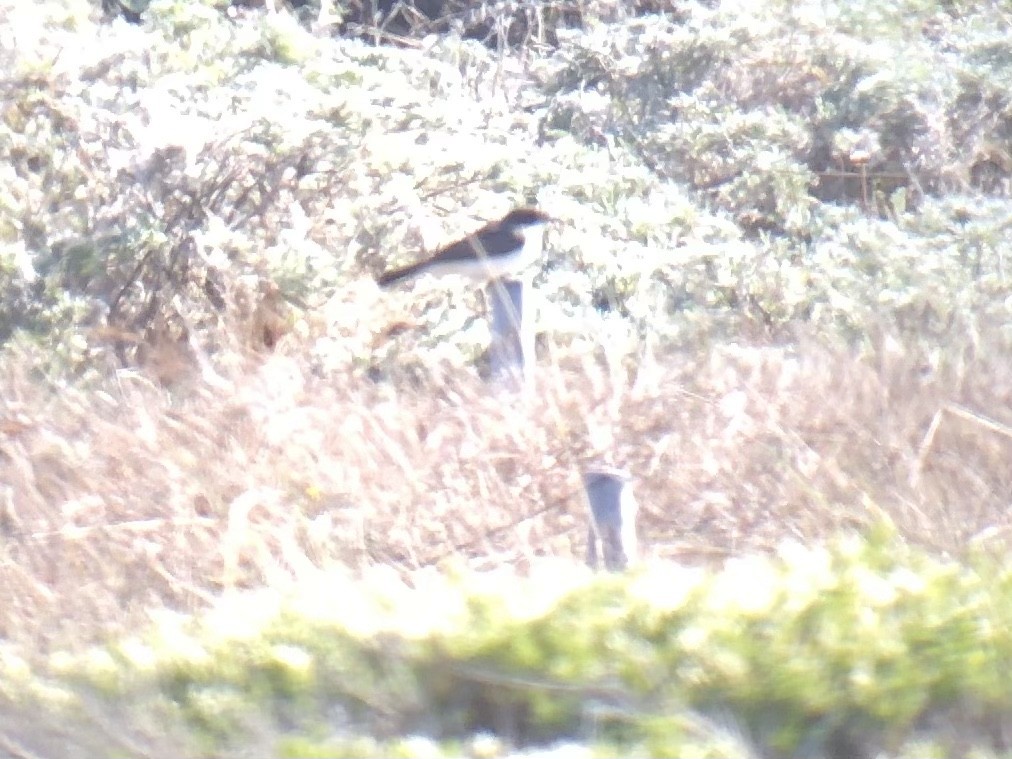 Eastern Kingbird - ML480618091