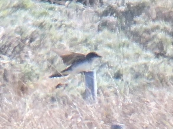 Eastern Kingbird - ML480618101