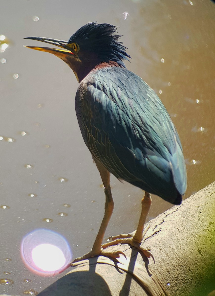 Green Heron - ML480618151