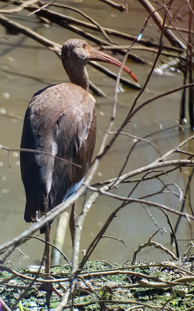 White Ibis - ML480618371