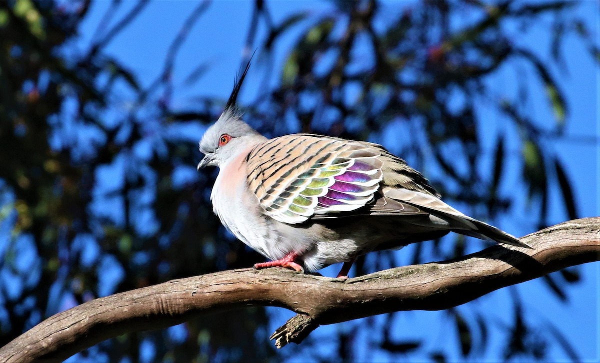 Crested Pigeon - ML480621351
