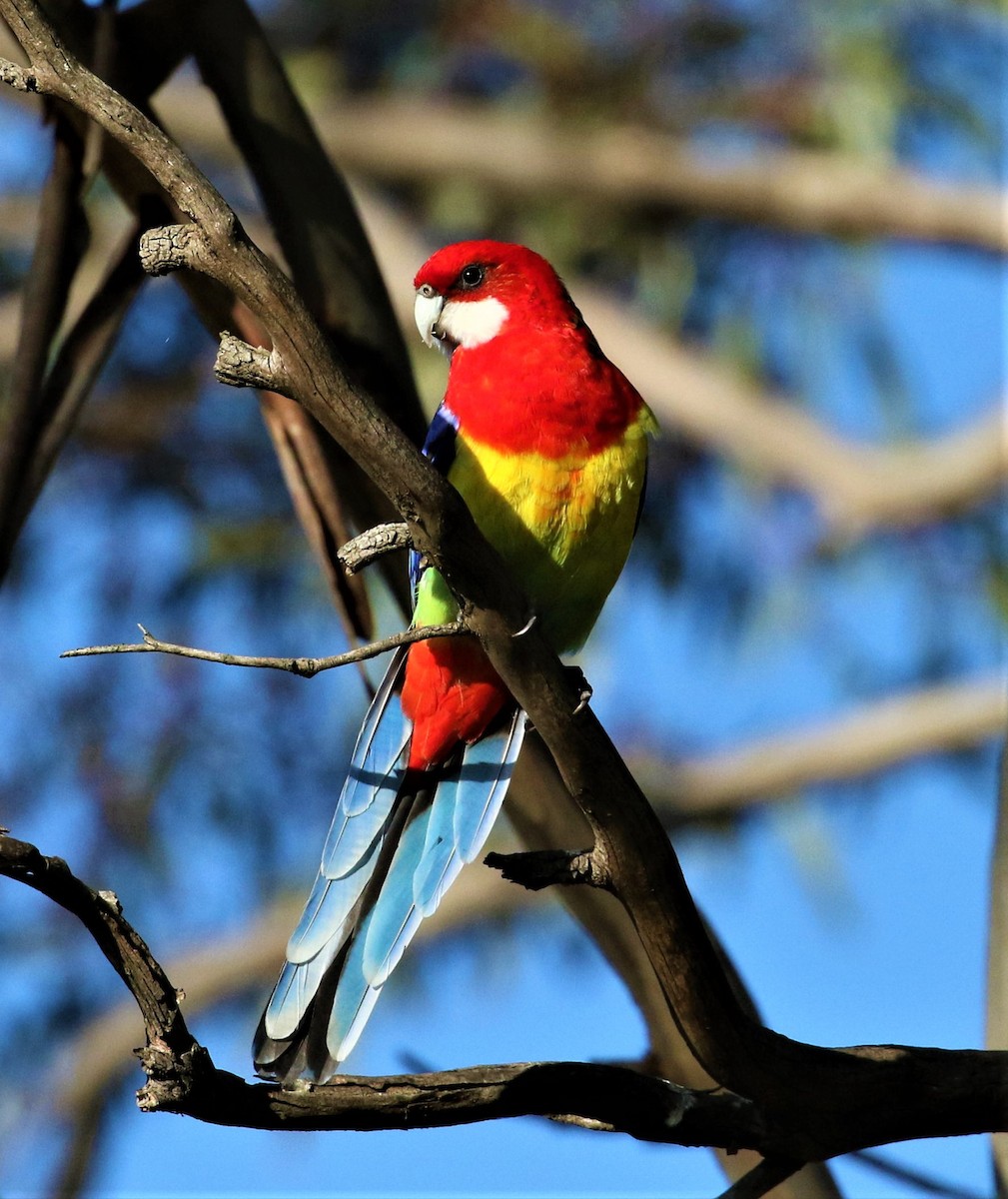 Eastern Rosella - Angus Schmidt