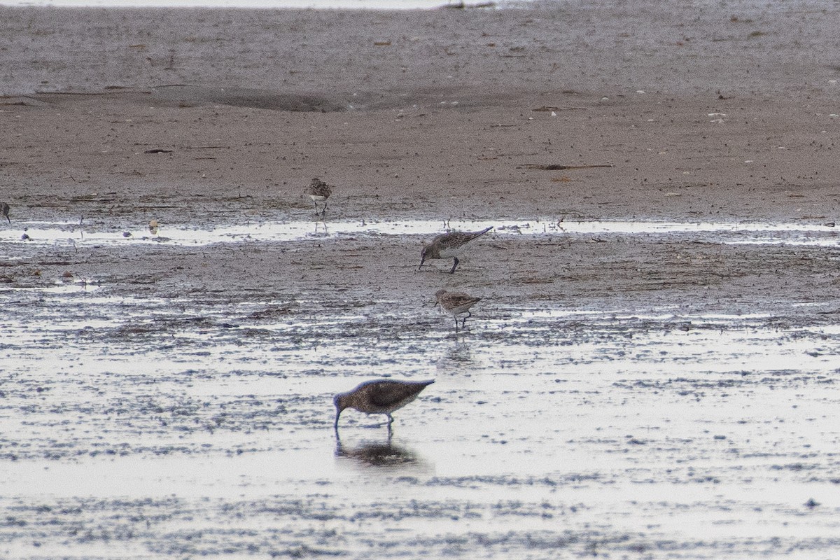 White-rumped Sandpiper - Andrew Standfield