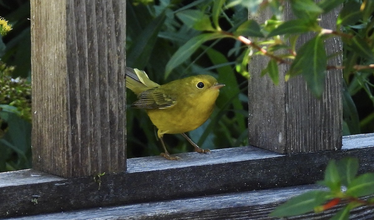 Wilson's Warbler - kim schonning