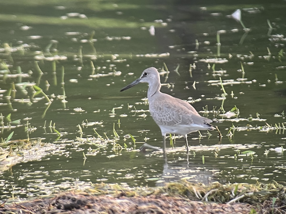 vodouš břehoušovitý (ssp. inornata) - ML480623851