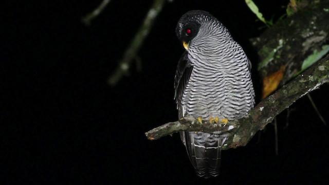 Black-and-white Owl - ML480625