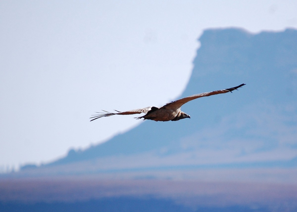 Cape Griffon - ML480625711
