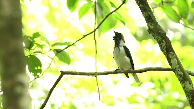 Bearded Bellbird - ML480626