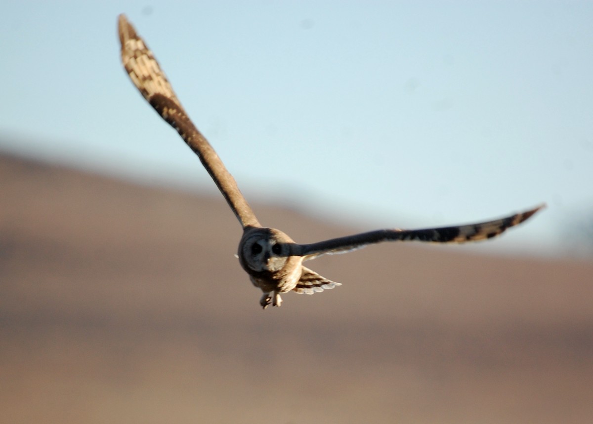 Marsh Owl - ML480626071