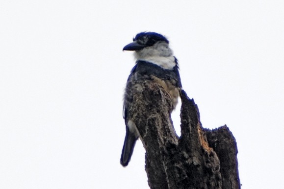 Buff-bellied Puffbird - ML48062611