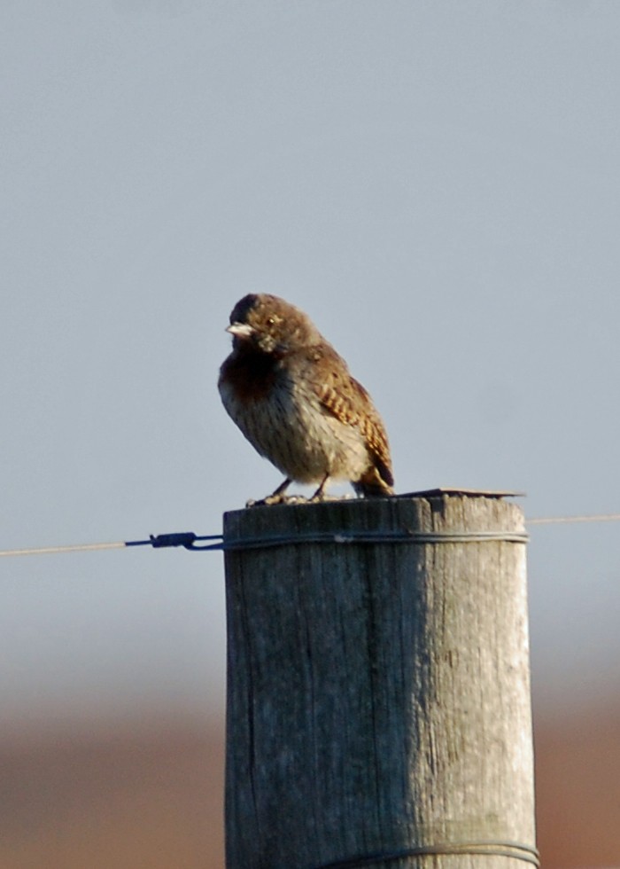 Rufous-necked Wryneck - ML480626221