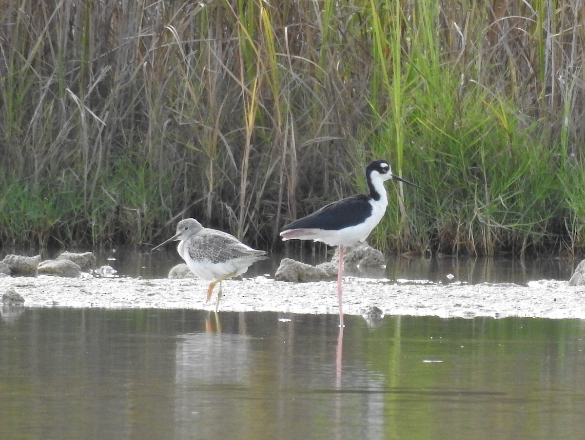 Greater Yellowlegs - Amy Lyyski