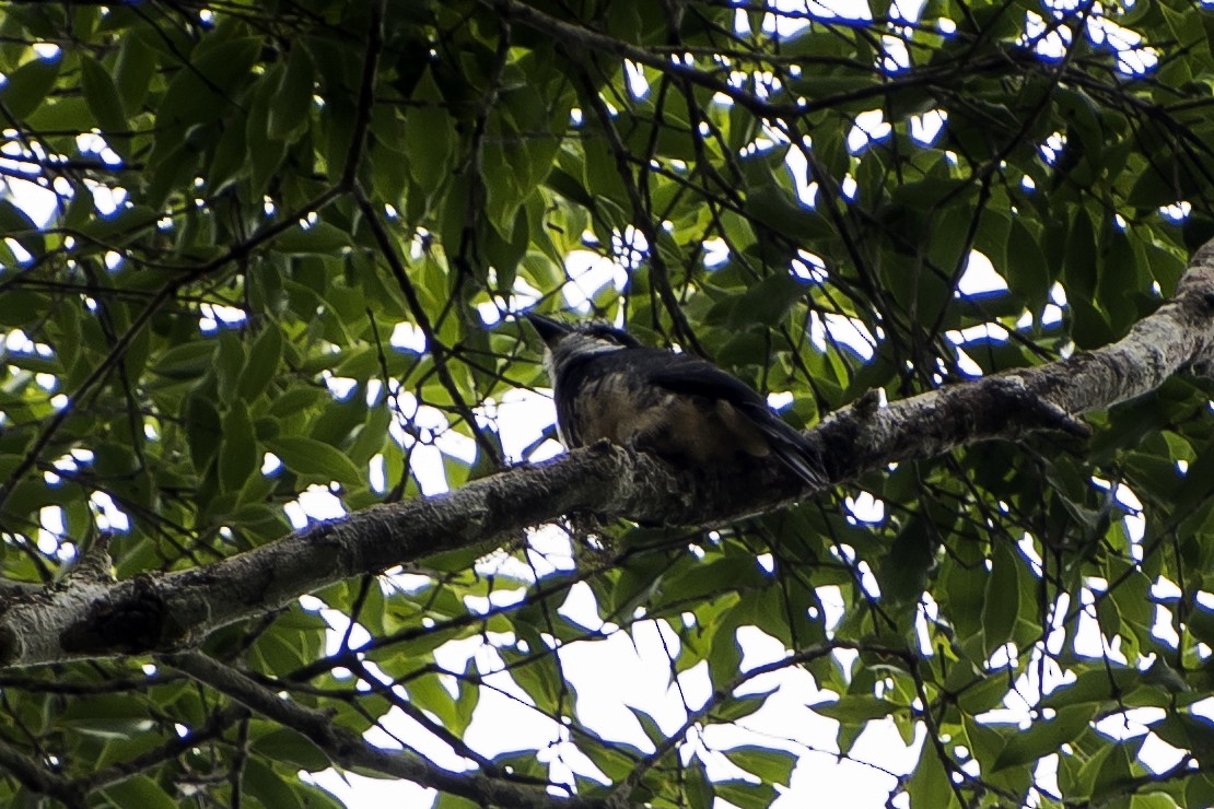 Buff-bellied Puffbird - ML48062641