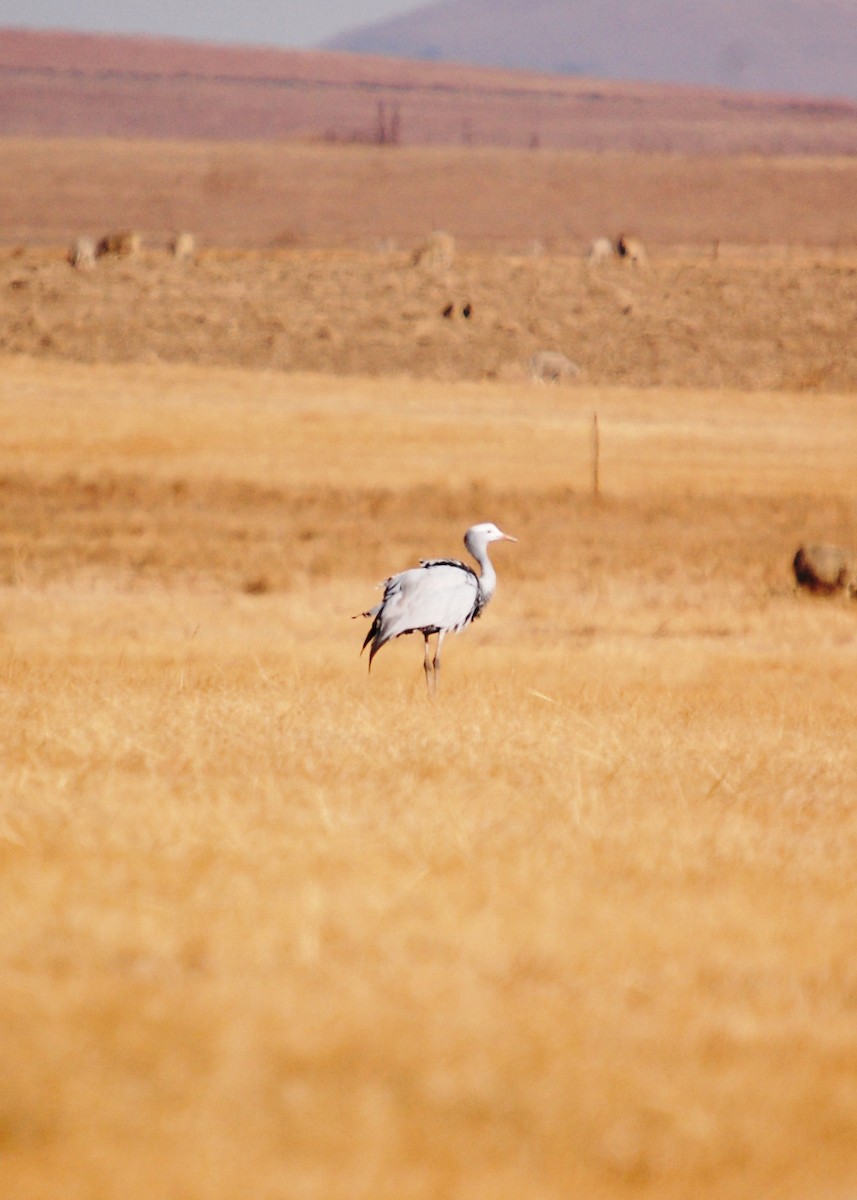 Blue Crane - ML480626581