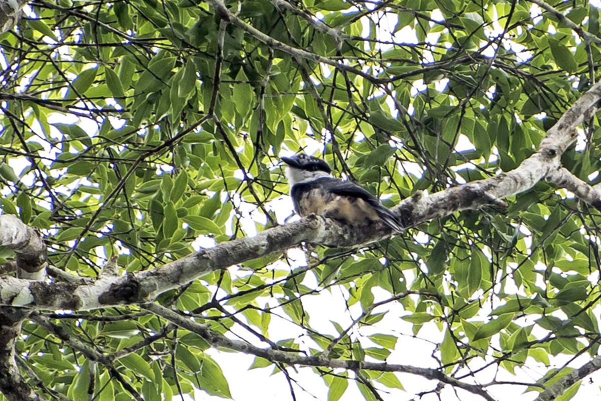 Buff-bellied Puffbird - ML48062661