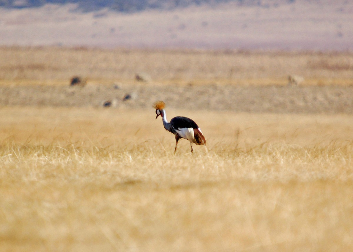 Gray Crowned-Crane - ML480626771