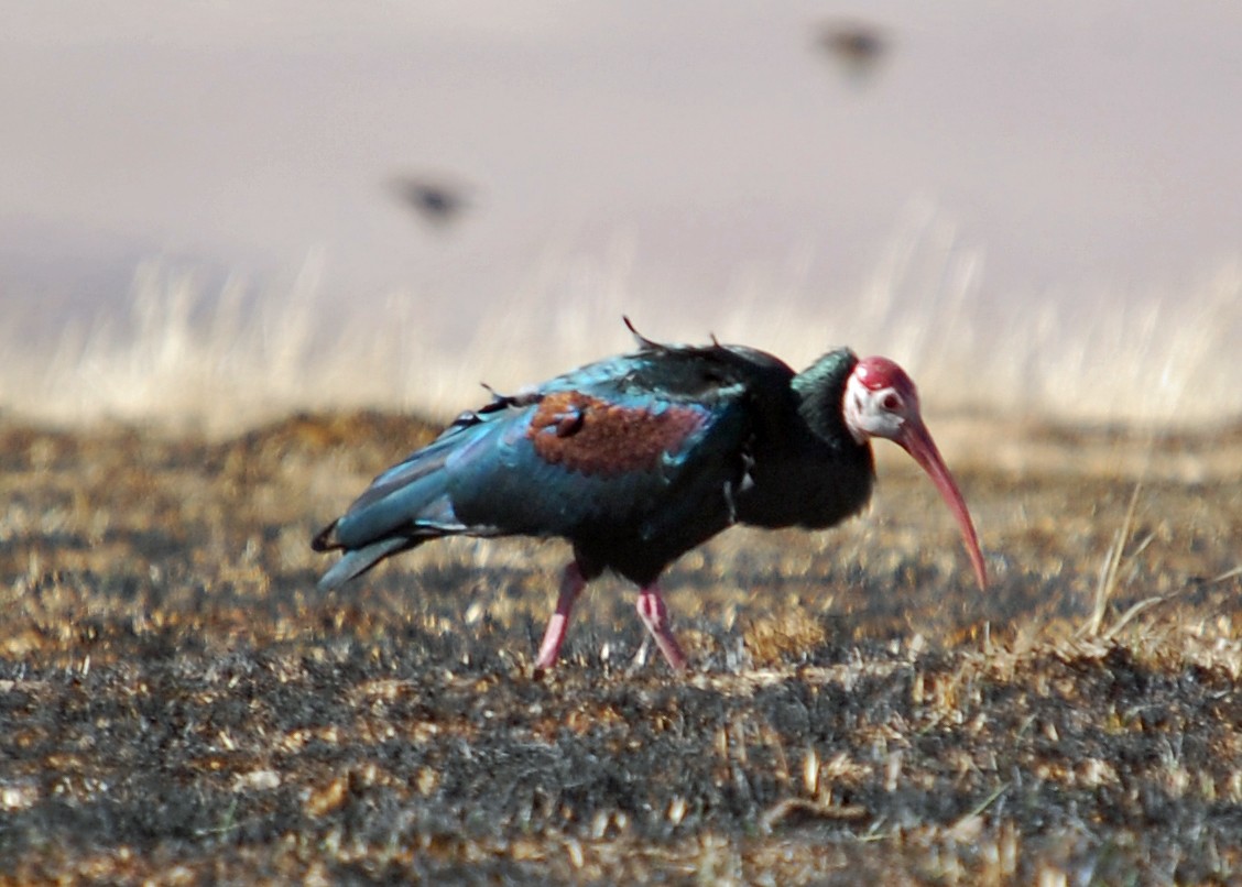 Southern Bald Ibis - ML480627121